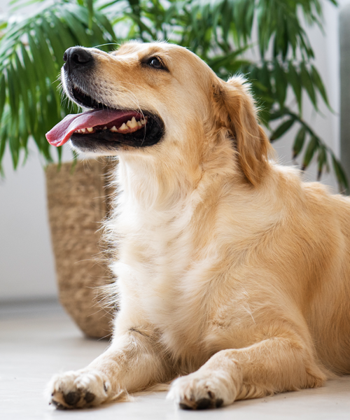 Tails Of The City Totc Indiranagar Bangalore